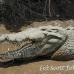 crocodile_american_tar_h_1516_cos2519.jpg